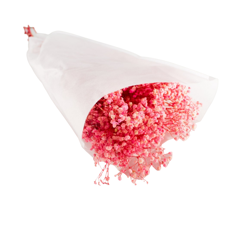 PRESERVED GYPSOFYLLO PINK