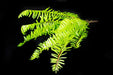 Artificial greenery realistic 42cm - Deventor