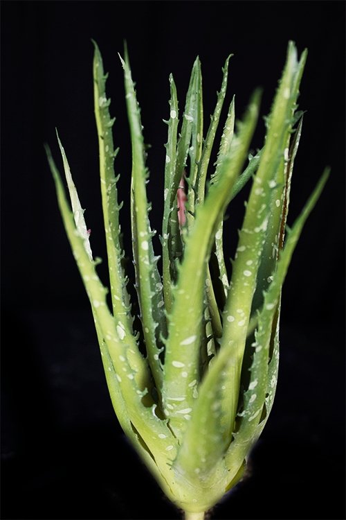 Cactus artificial real touch 27cm - Deventor