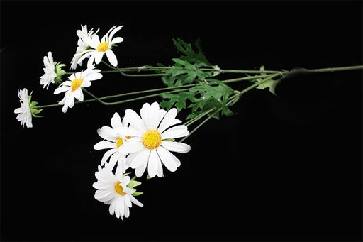 Daisy spray 82cm - Deventor