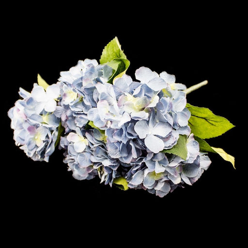 Hydrangea Bush - Deventor