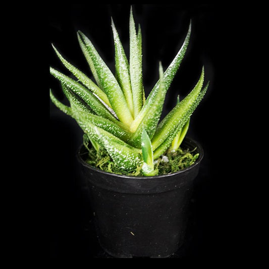Potted plant cactus realistic touch 16cm - Deventor