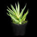 Potted plant cactus realistic touch 16cm - Deventor