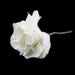 Rose 66cm - Deventor