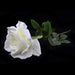 Rose filton 64cm - Deventor