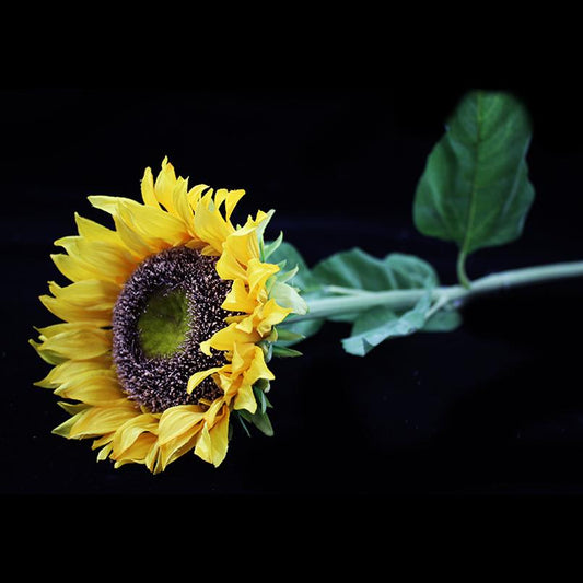 Sunflower 77cm - Deventor